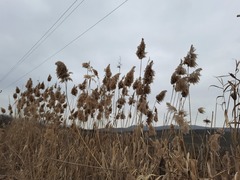 Phragmites australis altissimus