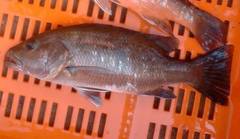 Lutjanus novemfasciatus