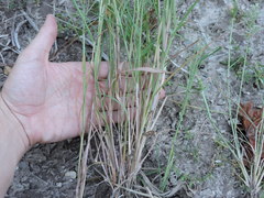 Leptochloa mucronata