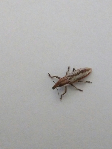 Lixus trivittatus