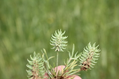 Ceratocephala falcata