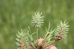 Ceratocephala falcata