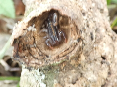 Bothriurus asper