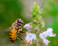 Apis mellifera