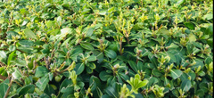 Pittosporum tobira