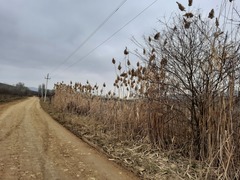 Phragmites australis altissimus