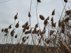 Phragmites australis altissimus