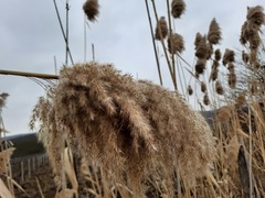 Phragmites australis altissimus