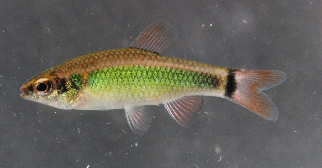 Ansorge's characin (Neolebias ansorgii) — Distichodontidae