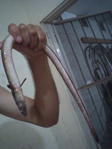 Charmed snake-eel (Ophichthus zophochir) — Ophichthidae — 4