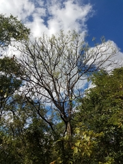 Gyrocarpus americanus