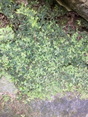 Conocephalum conicum