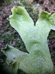 Conocephalum conicum