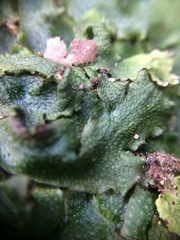 Conocephalum conicum