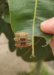 Phobetron hipparchia