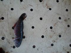 Dormitator latifrons