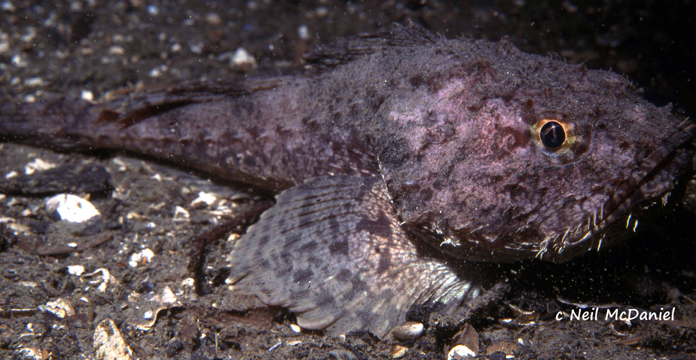 Spinyhead Sculpin