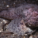 Spinyhead Sculpin - Photo (c) Neil McDaniel, some rights reserved (CC BY-NC), uploaded by Neil McDaniel