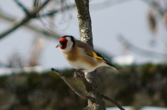 Carduelis carduelis