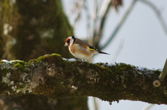 Carduelis carduelis