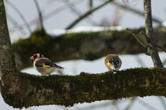 Carduelis carduelis