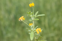Anthyllis circinnata