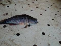 Dormitator latifrons