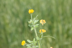 Anthyllis circinnata