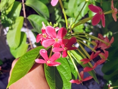 Combretum indicum