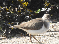 Actitis hypoleucos