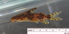 Synodontis batesii