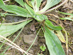 Bembecia ichneumoniformis