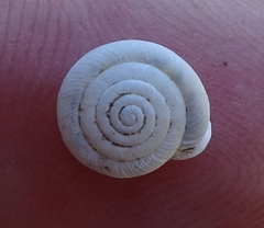 Polygyrinae