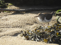 Actitis hypoleucos