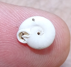 Polygyrinae