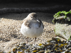 Actitis hypoleucos