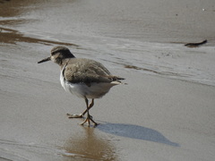 Actitis hypoleucos