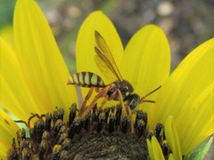 Nomada vincta