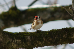 Carduelis carduelis