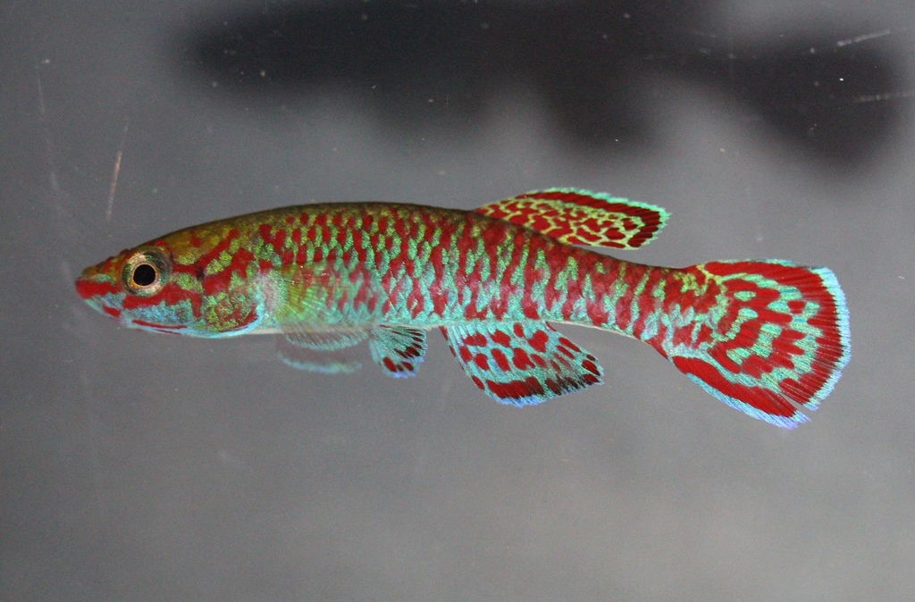 Joergenscheel's killifish (Aphyosemion joergenscheeli) — Nothobranchiidae