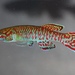 Rivulines, Killifishes, and Livebearers - Photo (c) joe_cutler, some rights reserved (CC BY-NC)