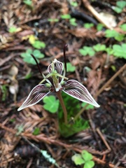 Scoliopus
