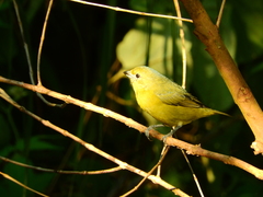 Euphonia violacea
