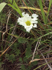 Mandevilla petraea