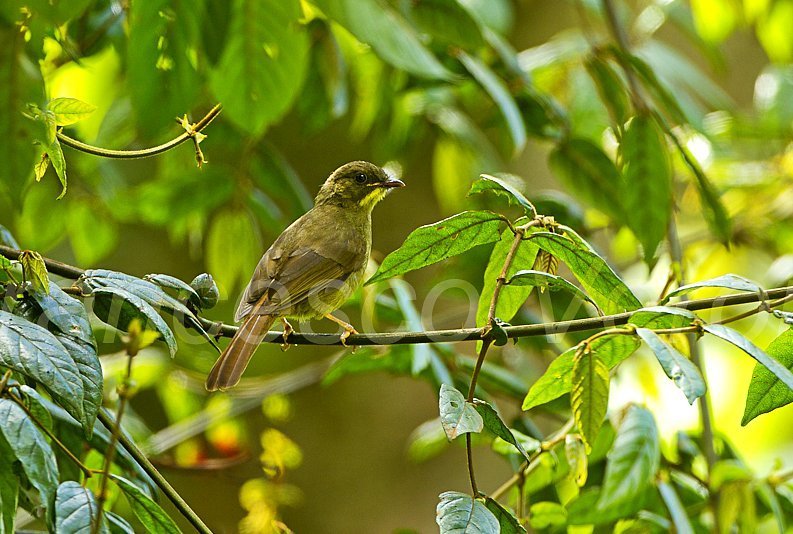 Yellow-Whiskered Greenbul