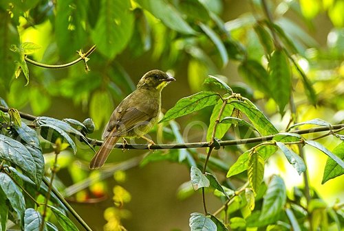 Yellow-whiskered Greenbul