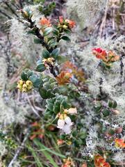 Disterigma alaternoides