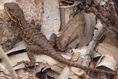 Ctenophorus modestus