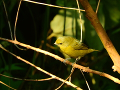 Euphonia violacea