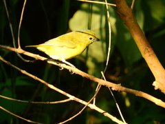Euphonia violacea